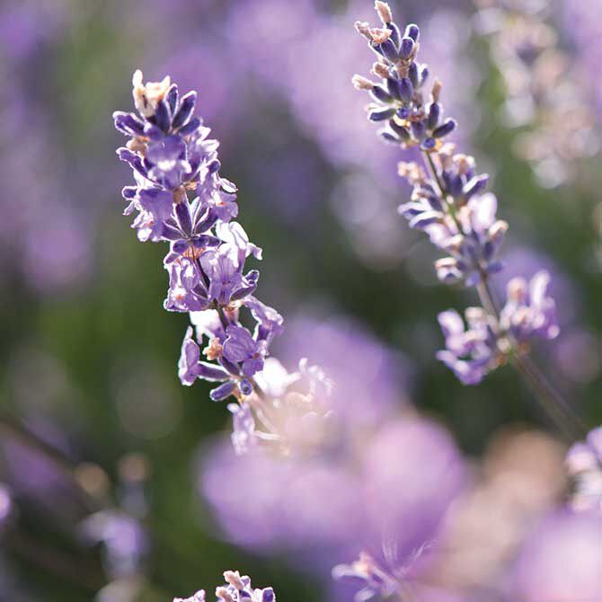 Close-up shot of Lavender florets